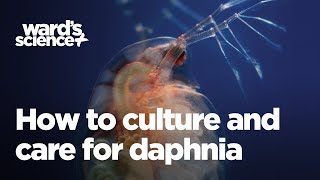 Caring and Culturing for Daphnia [upl. by Hauck]