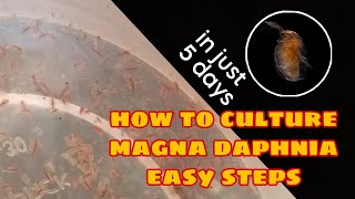 How to Culture Magna Daphnia Easily [upl. by Liban915]