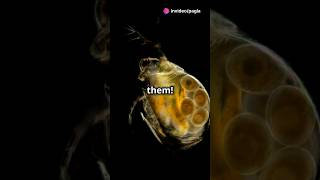 How to culture Daphnia for your Aquarium [upl. by Holbrooke966]