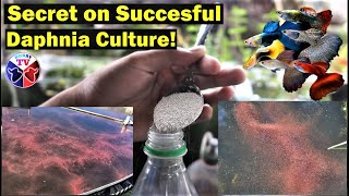 How to Culture Daphnia Successfully [upl. by Hadihsar]