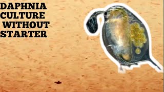 HOW TO CULTURE DAPHNIA NATURALLY WITHOUT A STARTER [upl. by Hsetih71]