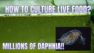 How to Culture Daphnia Secret Method to Breed MILLIONS  Simply Aquatic [upl. by Fortunia]