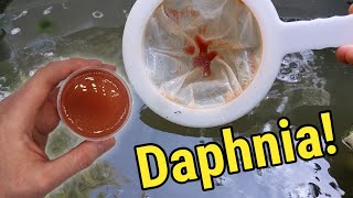 How I Culture Daphnia In Outdoor Tubs [upl. by Akemat]