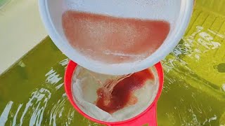 How to culture daphnia  Daphnia culture  How to grow daphnia outdoor [upl. by Ised83]