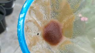 How to culture daphnia moina in a small container Part 1 English Subtitle [upl. by Olsson]