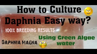 Daphnia MagnaHow to Culture Daphnia Easy wayCulturing Daphnia using Green water Daphnia [upl. by Zurek]