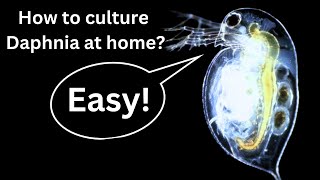 BEST Live Fish Food Beginner guide How to Culture Daphnia at home [upl. by Skeie629]