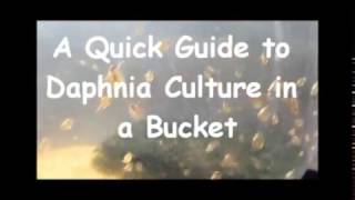 How to culture daphnia outside [upl. by Ymia334]