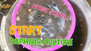 How to culture daphnia moina the easy way 1  Starting the Daphnia culture [upl. by Yevre]