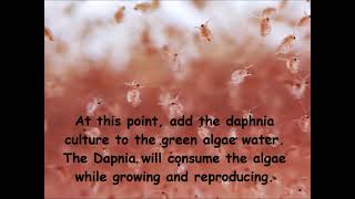 Daphnia  How to grow daphnia in your home [upl. by Essilec]