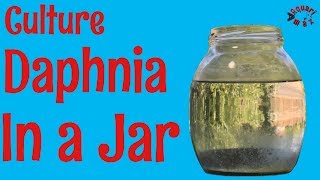 How to Culture Daphnia in a Jar [upl. by Clo]