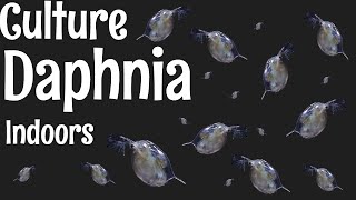 How to Culture Daphnia [upl. by Hgielhsa119]