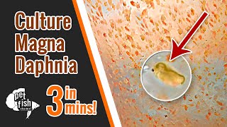 How to culture DAPHNIA MAGNA  The easy way [upl. by Faruq]