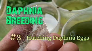 Daphnia Culture made simple and easy 3  Hatching Daphnia eggs [upl. by Shoshana332]