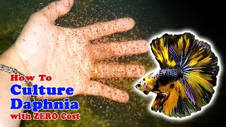 How to Culture Daphnia with ZERO Cost  Unlimited Live Food For Our Fish [upl. by Elleinwad]