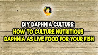 DIY Daphnia Culture How to Culture Nutritious Daphnia as Live Food for Your Fish [upl. by Tindall371]