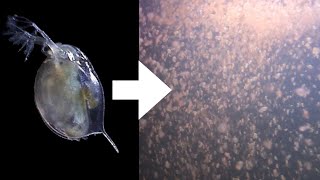 How I Culture Daphnia [upl. by Olwena]