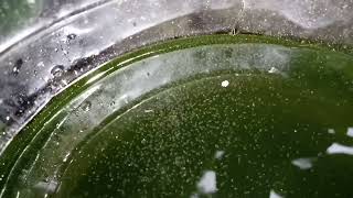 DAPHNIA MOINA CULTURE IN A SMALL BUCKET [upl. by Neirbo]