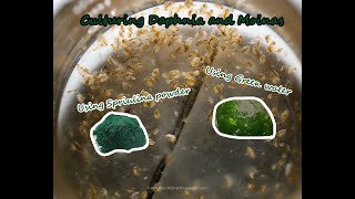 How To Culture Daphnia and Moinas using Green Water Spirulina powder [upl. by Avruch]