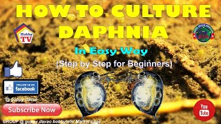 HOW TO CULTURE DAPHNIA In Easy Way [upl. by Boycey]